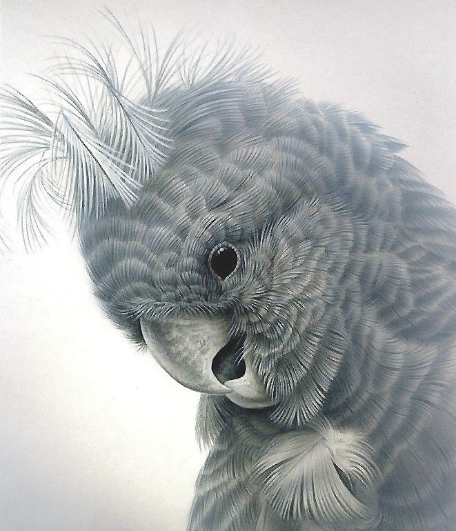 попугай - оригинал