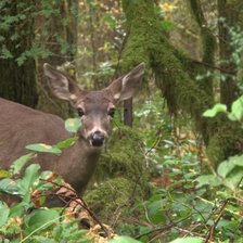 Схема вышивки «№2199160»