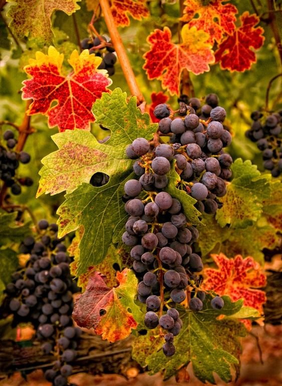 №2199202 - оригинал