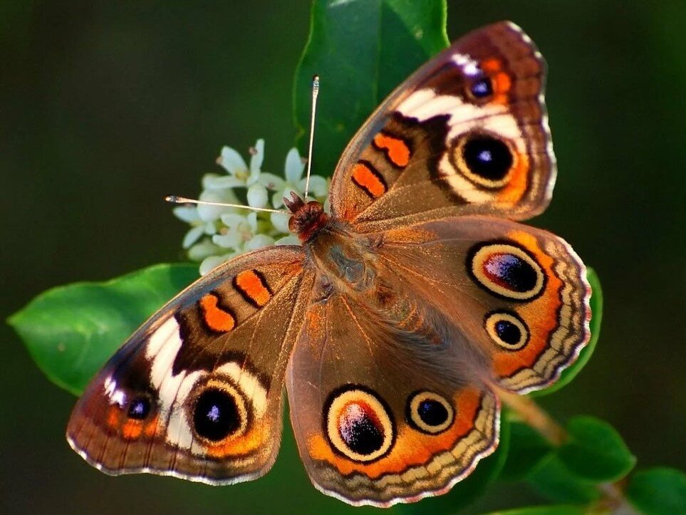 Бабочка 3 - природа, лето, бабочка - оригинал