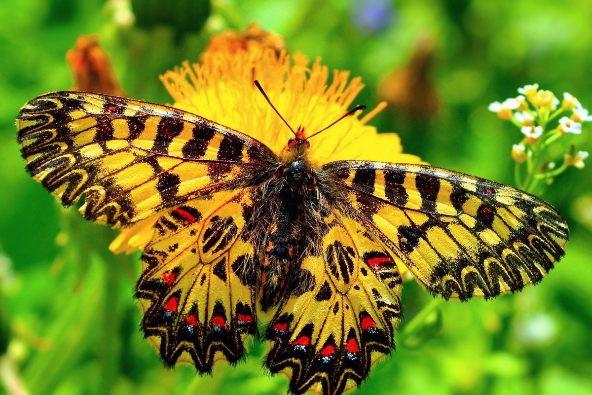 Бабочка 5 - бабочка, природа, лето - оригинал