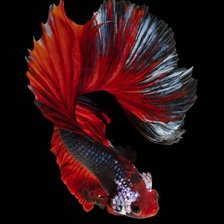 Схема вышивки «Красная рыбка»