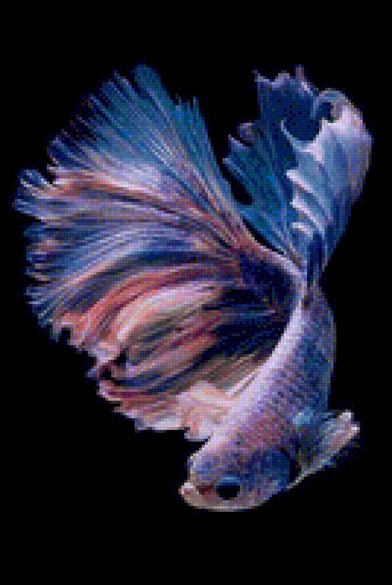 Синяя рыбка - рыбы - предпросмотр