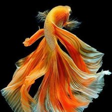 Схема вышивки «Оранжевая рыбка»