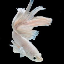 Схема вышивки «Белая рыбка»