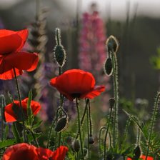 Схема вышивки «№2199610»