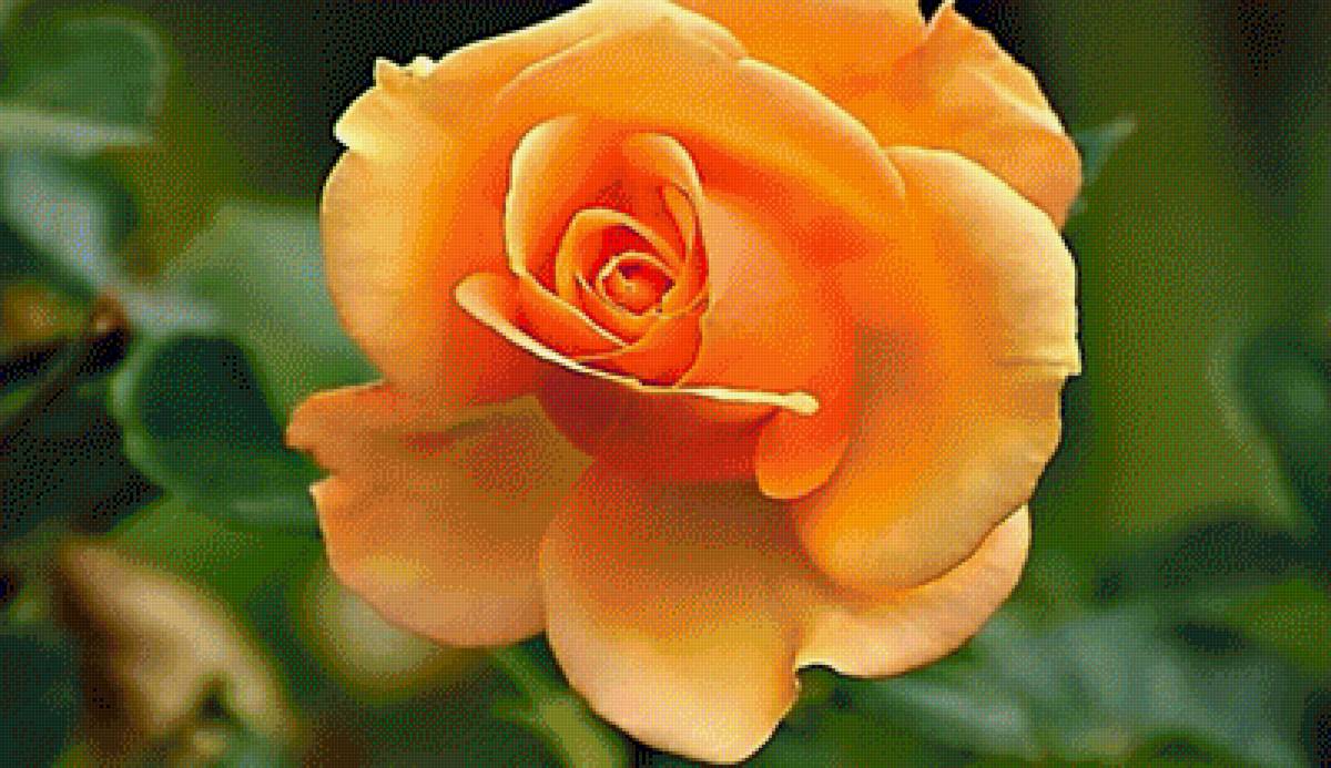 №2199624 - предпросмотр