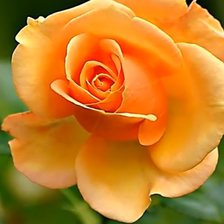 Схема вышивки «№2199624»