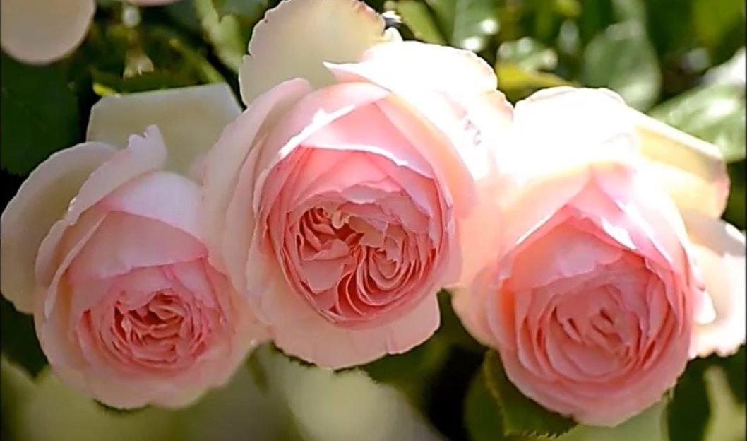 №2199625 - оригинал