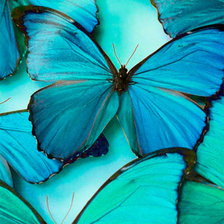 Оригинал схемы вышивки «Бабочки» (№2199647)