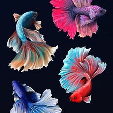 Схема вышивки «Четыре рыбки»