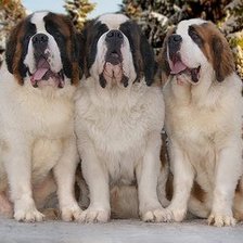 Схема вышивки «Сенбернары»