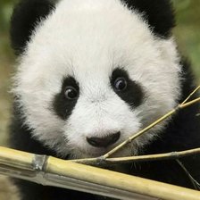 Схема вышивки «Панда»