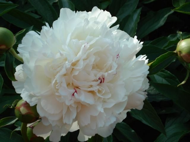 №2201057 - оригинал