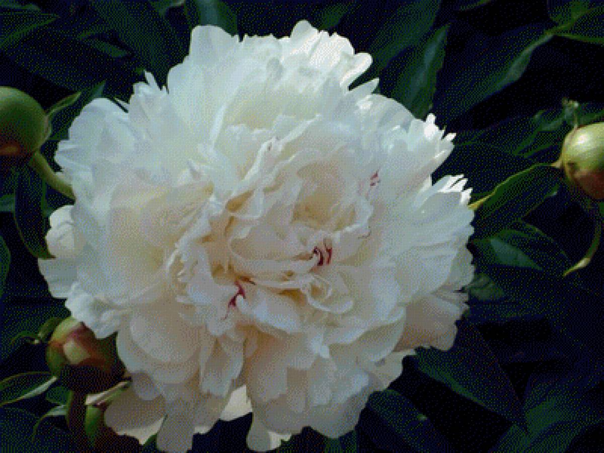 №2201057 - предпросмотр