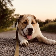 Схема вышивки «Алабай»