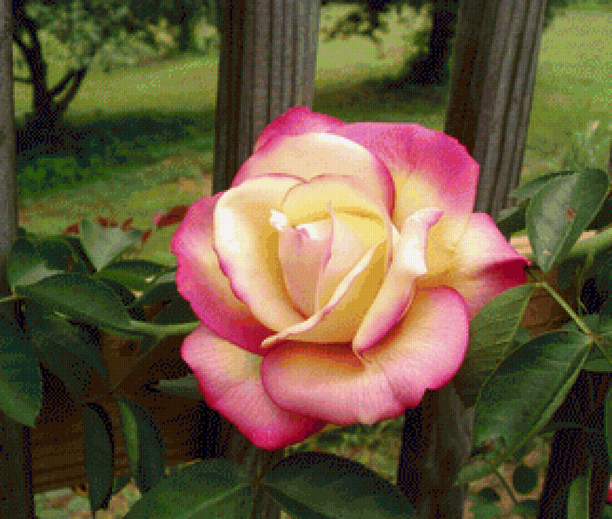 Глория деи - любимые сорта, розы, цветы - предпросмотр