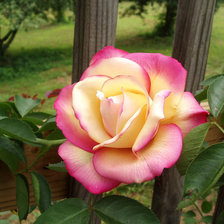 Схема вышивки «Глория деи»