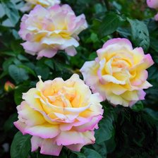 Схема вышивки «Глория деи»