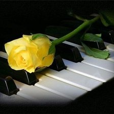 Жёлтая роза на пианино
