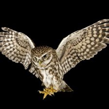 Схема вышивки «Сова»