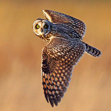 Схема вышивки «Сова»