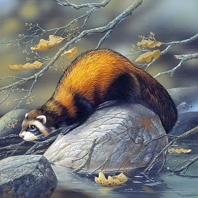 Куница - куница, животные - оригинал