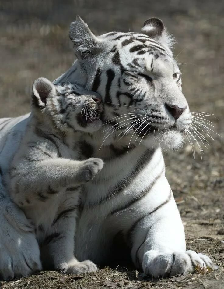 Белый тигр - мама и малыш, тигр, животные - оригинал