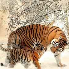 Схема вышивки «Тигрица зимой»
