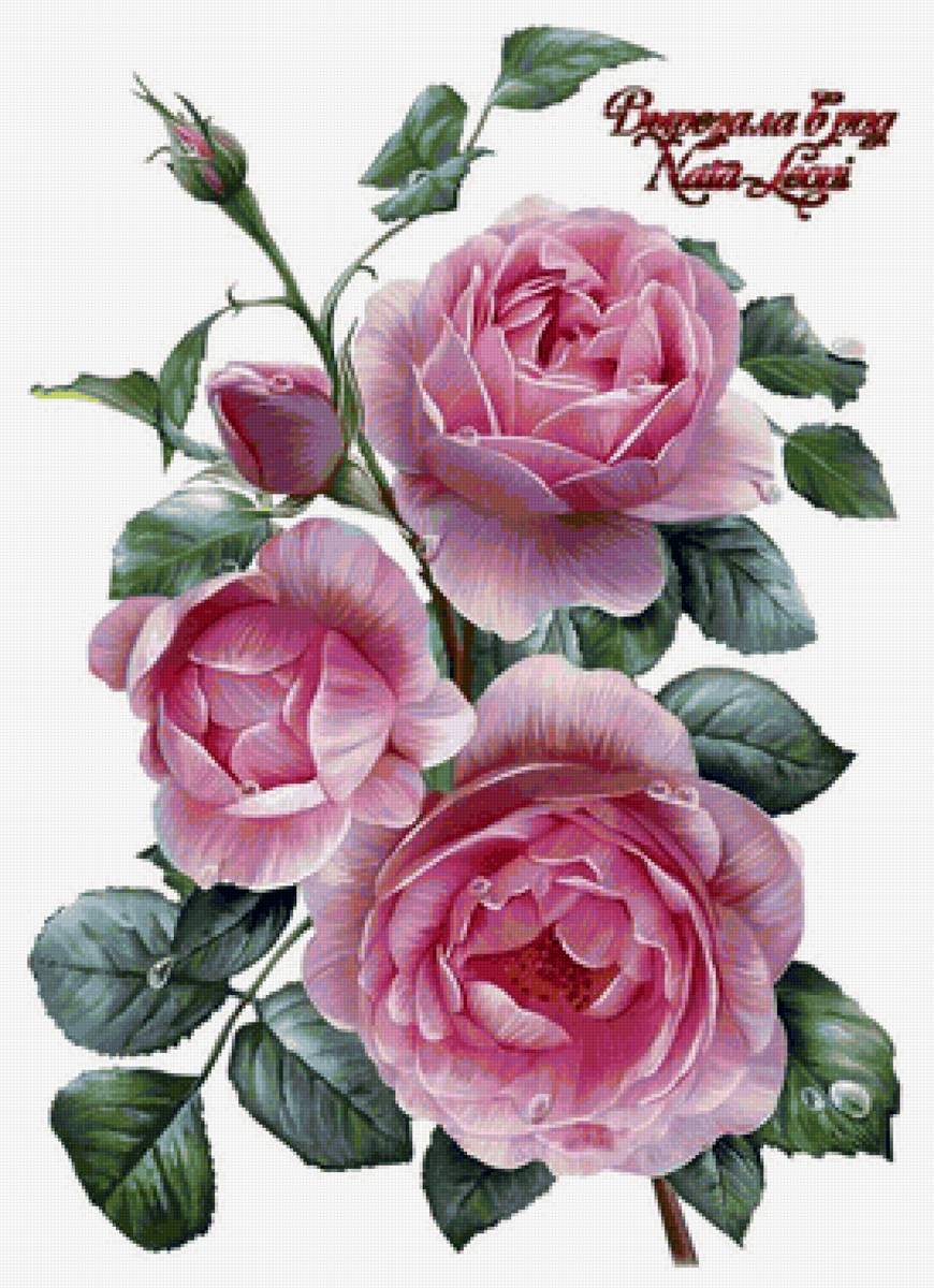 РОЗЫ - винтажные открытки - предпросмотр