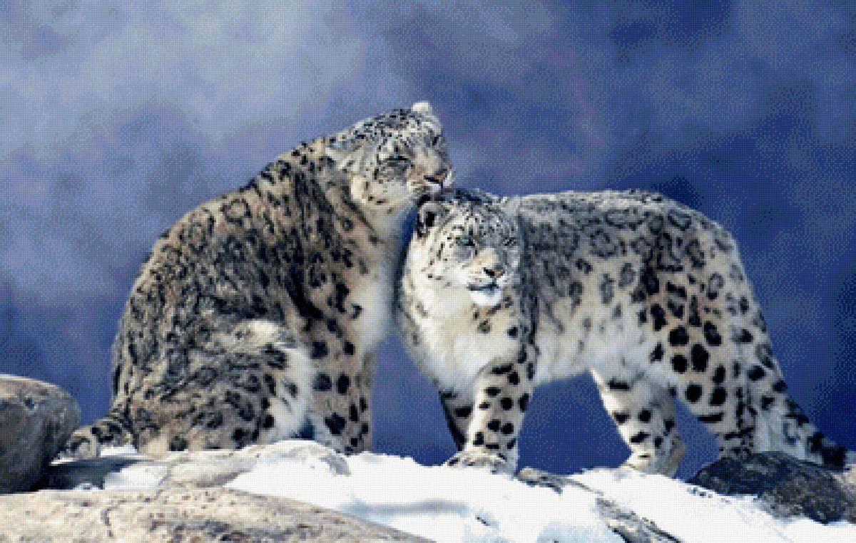 Снежные барсы - небо, горы, барсы - предпросмотр