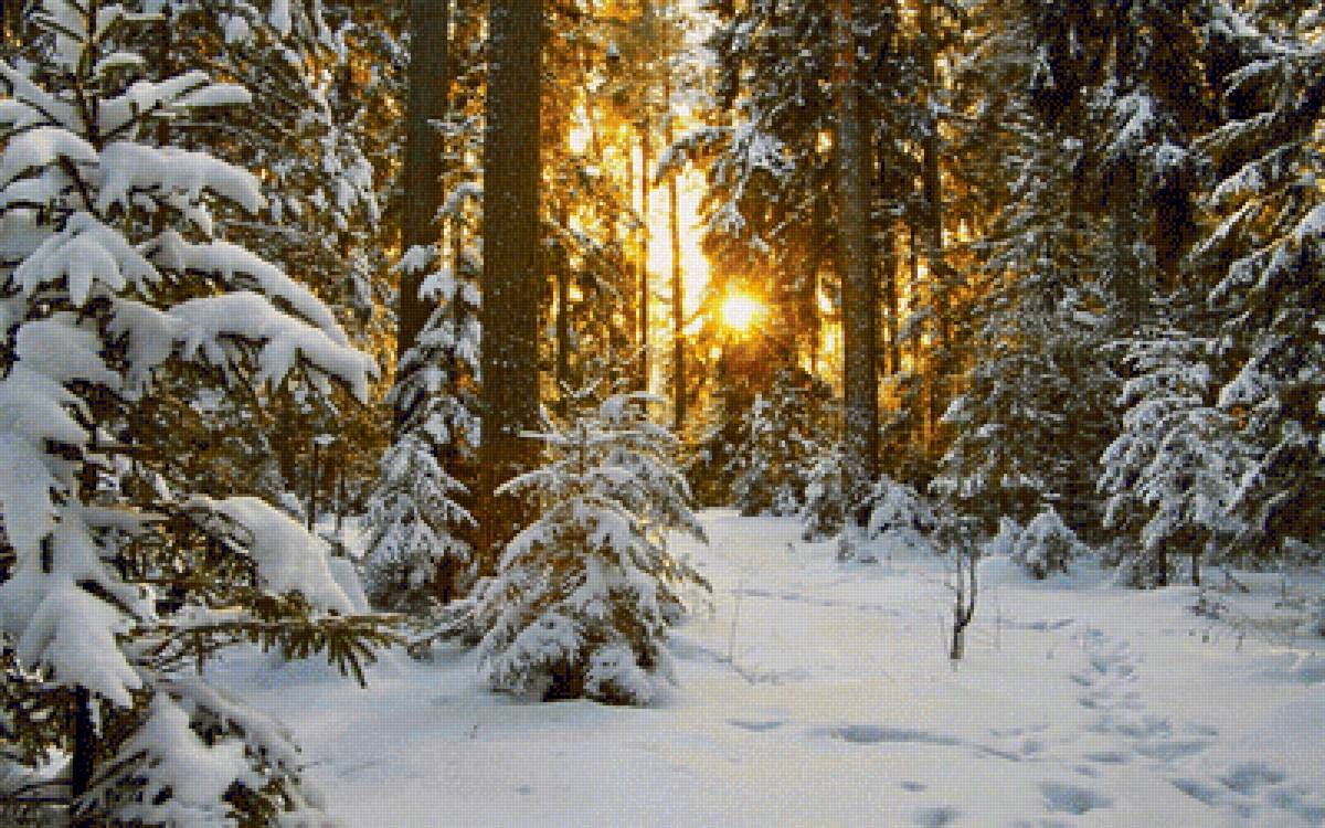 Зимний лес - зима, снег, лес, солнце, мороз - предпросмотр