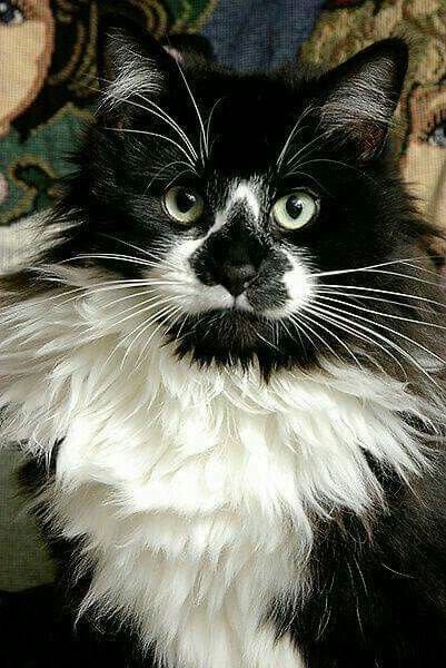 Gato. - animais. - оригинал