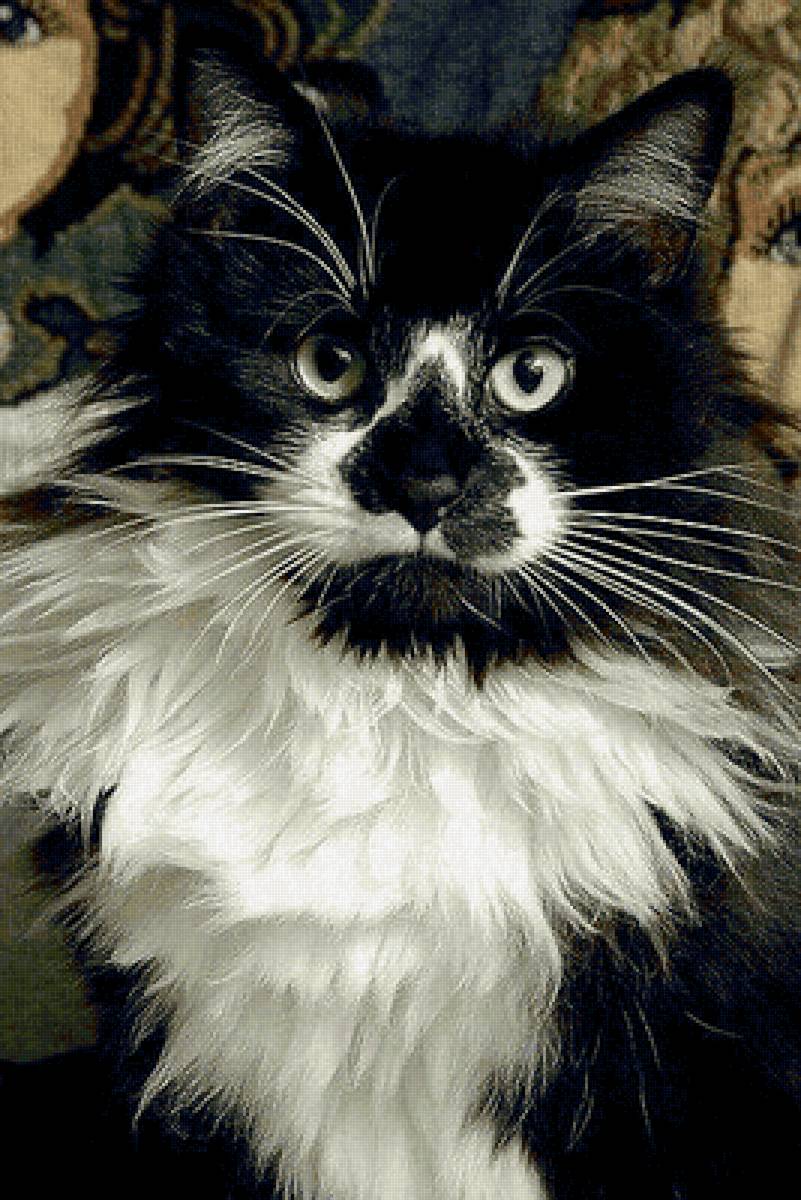 Gato. - animais. - предпросмотр