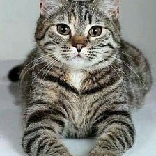 Схема вышивки «Gato.»