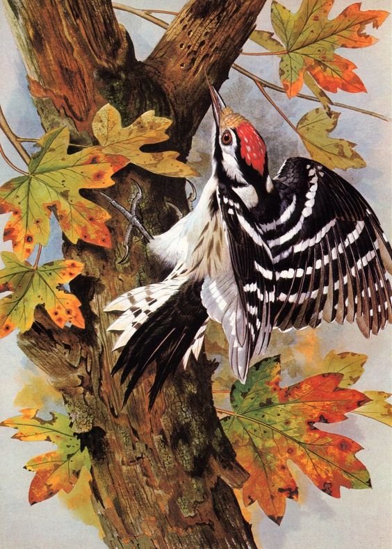 птицы - оригинал