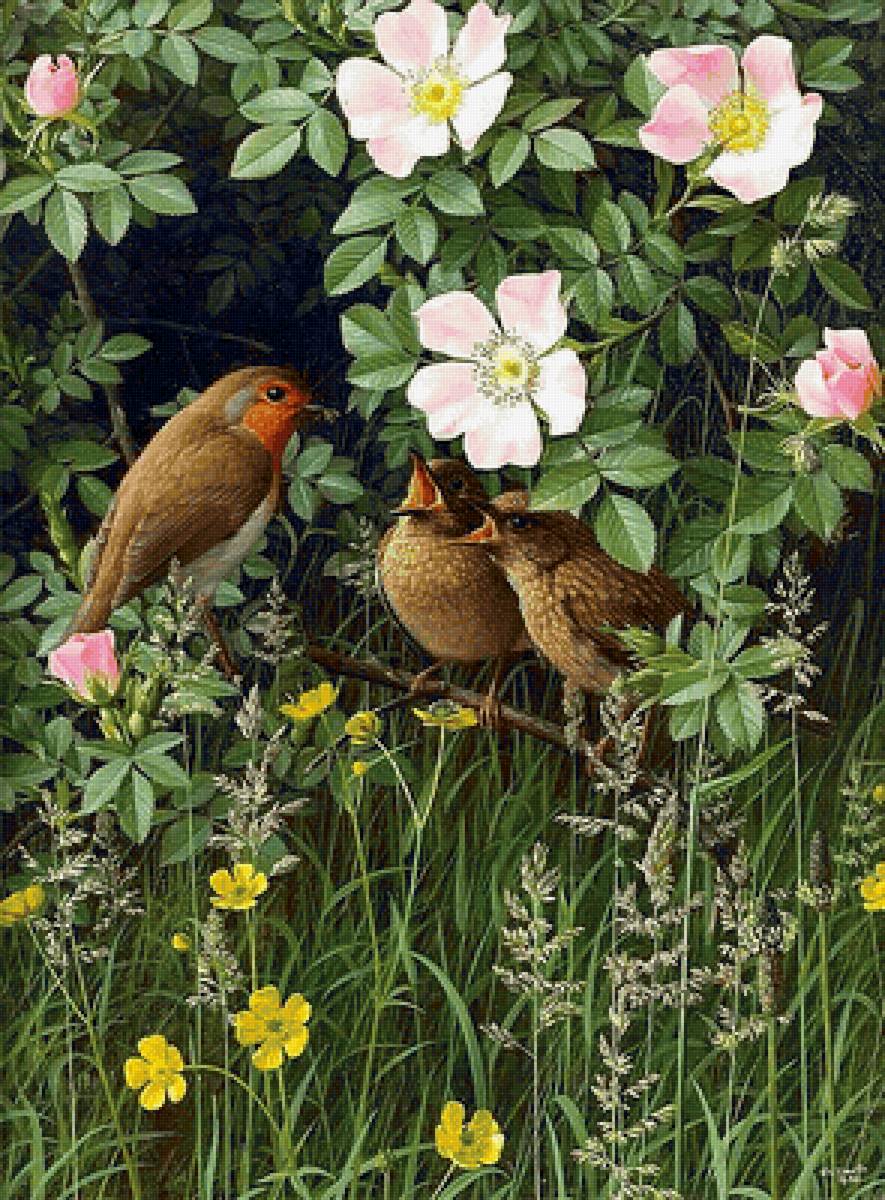 В шиповнике - растения, шиповник, птицы - предпросмотр