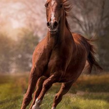 Схема вышивки «Лошадь»