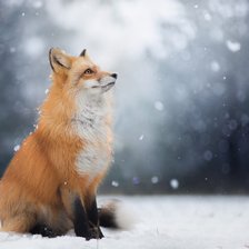 Схема вышивки «Лиса»