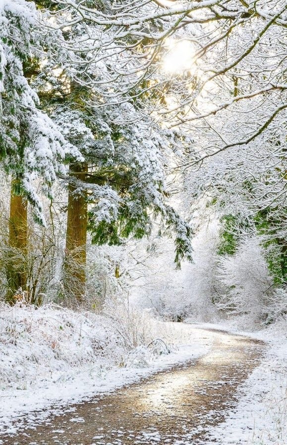 Caminhos congelados. - floresta, gelo.inverno. - оригинал