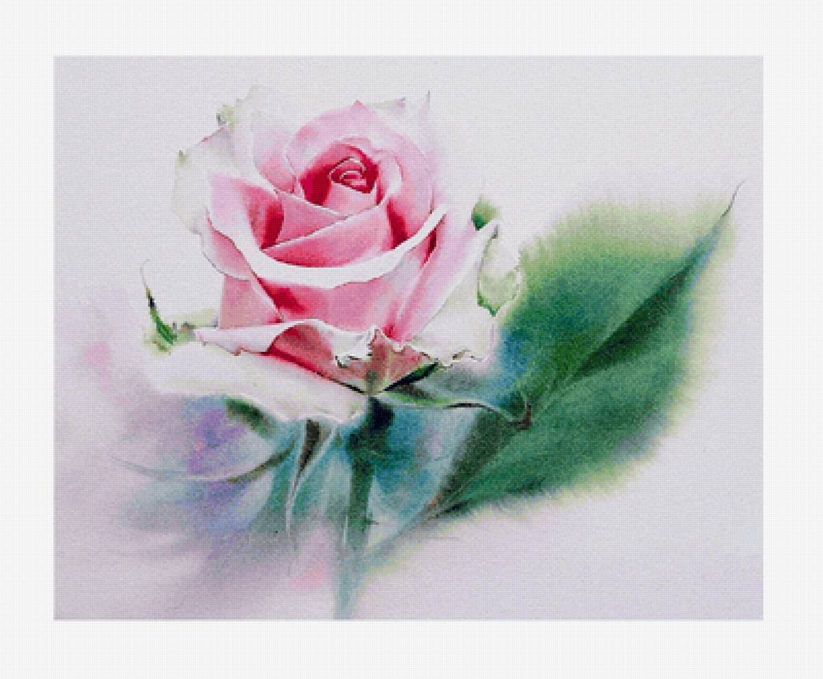 Акварельная роза - роза, акварель, цветы - предпросмотр
