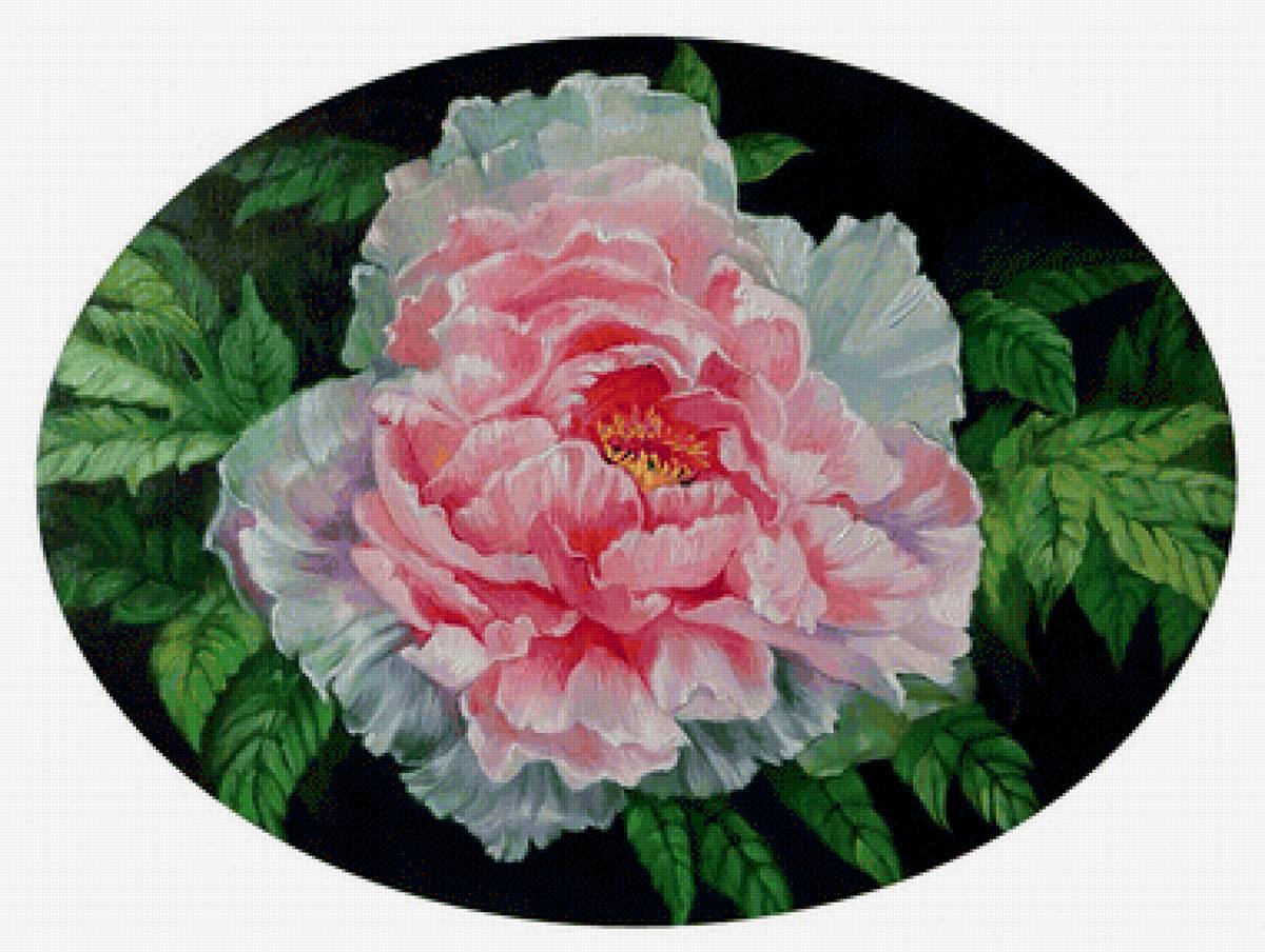 Peônias - flores .peônia - предпросмотр