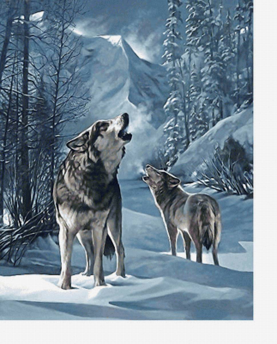 Серия "Хищники". Волки - волки, хищники, животные - предпросмотр