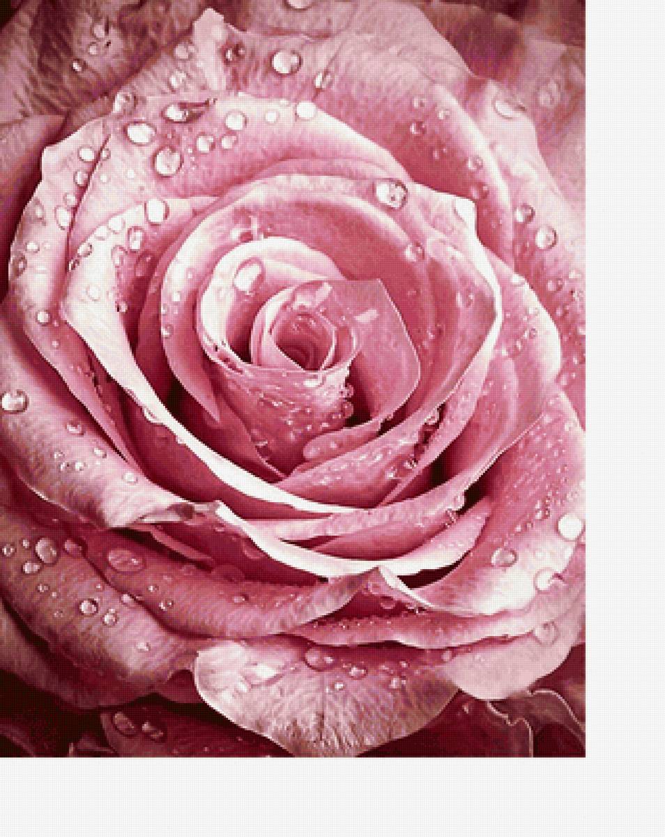 Серия "Розы". - цветы, флора, розы - предпросмотр