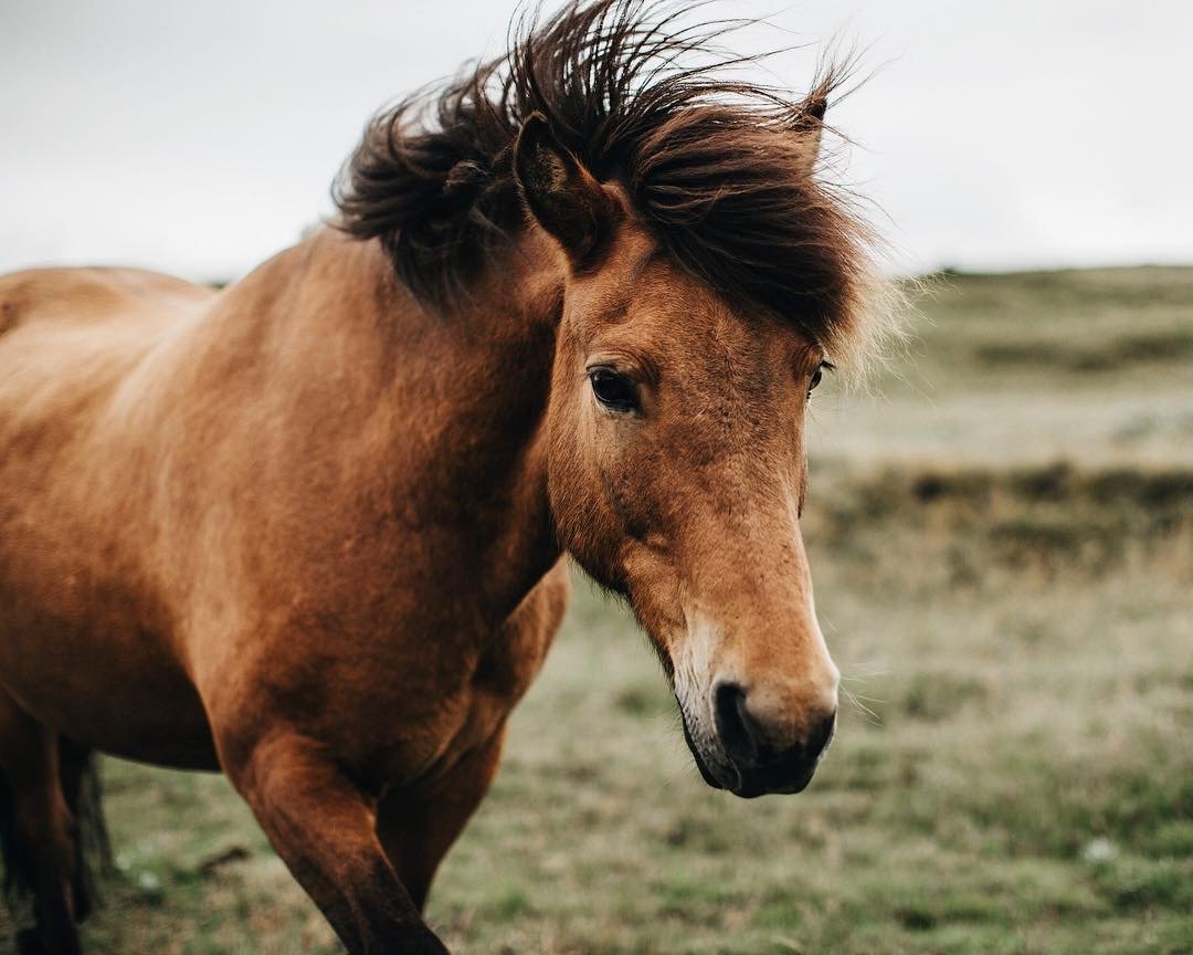 Лошадь - поле, лошадь - оригинал
