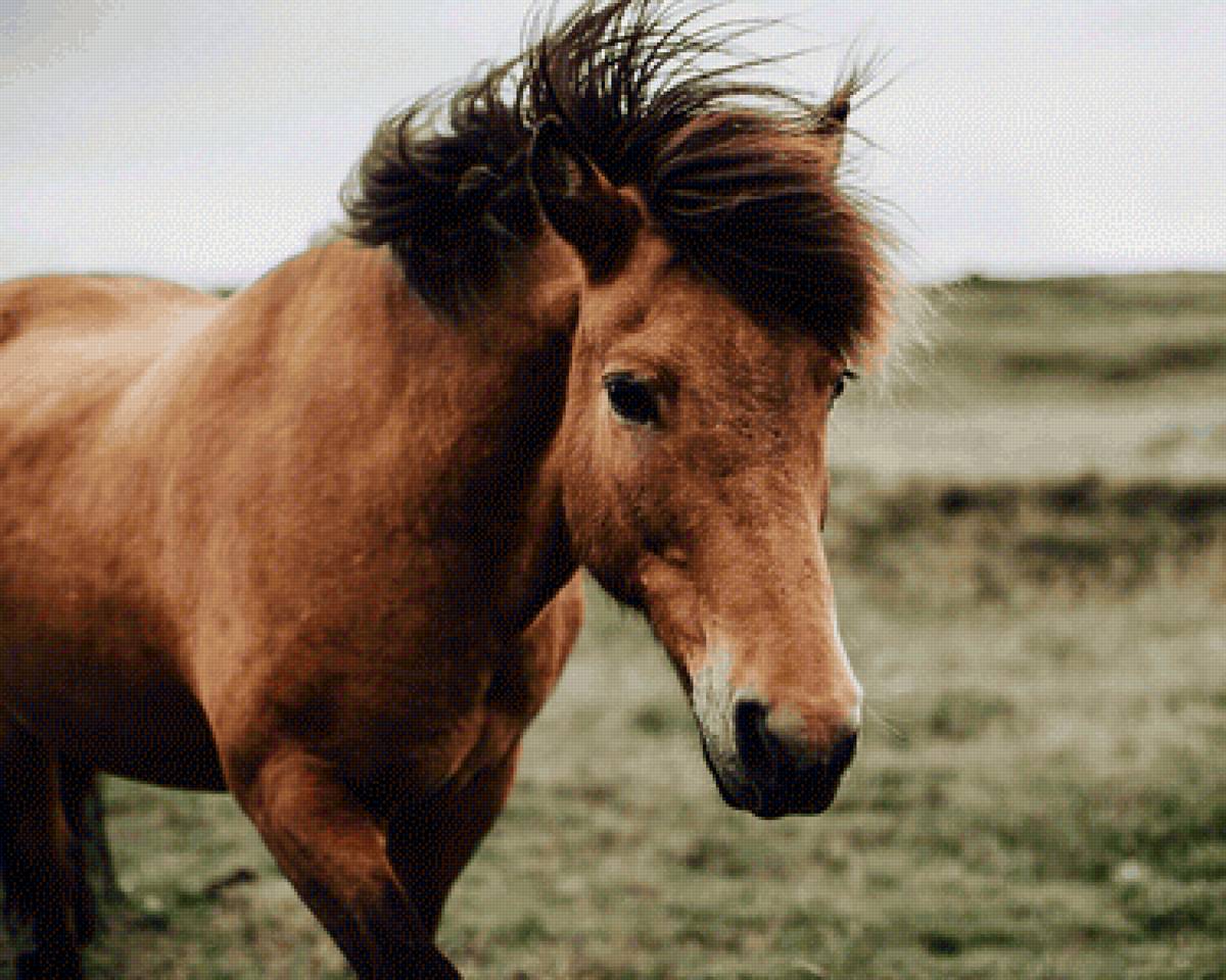 Лошадь - поле, лошадь - предпросмотр