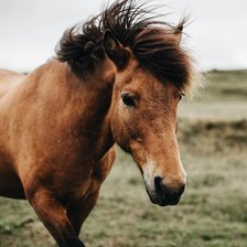 Схема вышивки «Лошадь»