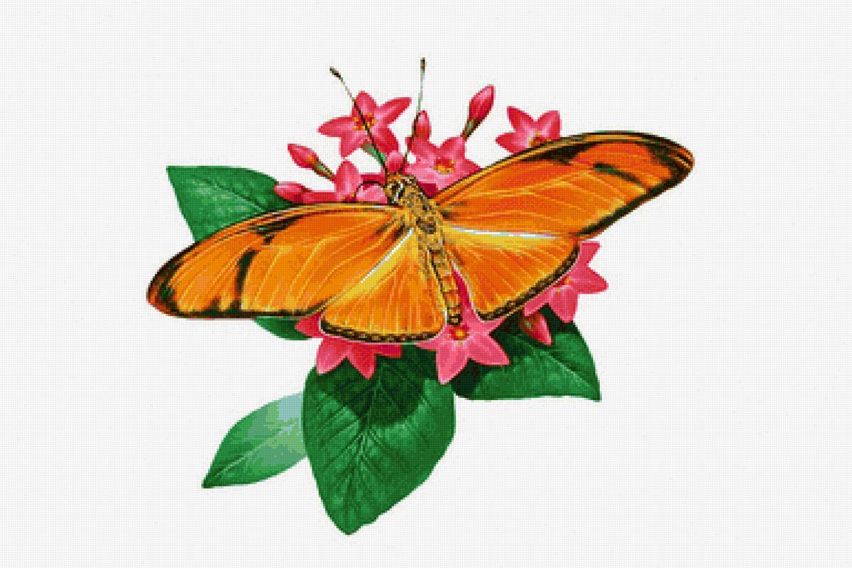 №2206016 - бабочка - предпросмотр