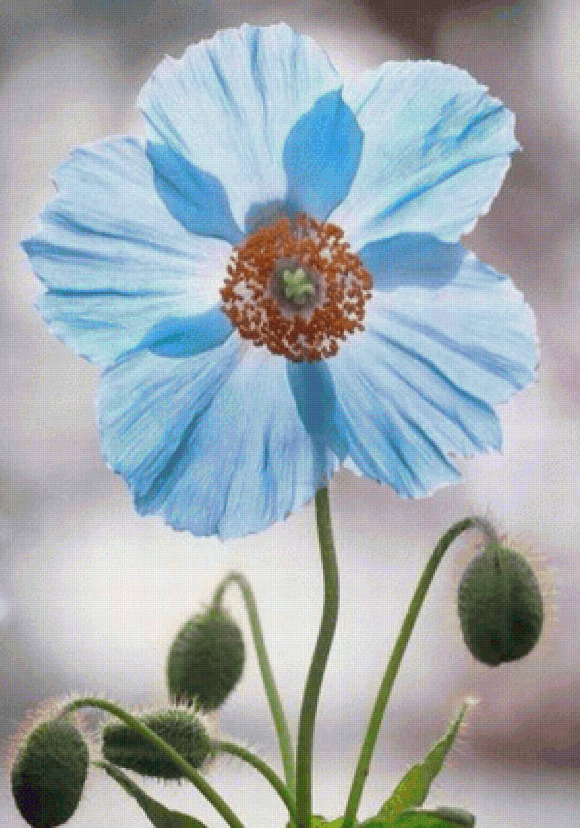 Мак - мак, цветы - предпросмотр