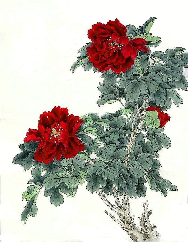 Пион - цветы, пион - оригинал